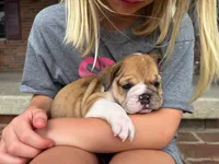Precious, a female English Bulldog for sale in Dundee, OH – 2 of 9