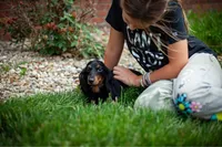 Lucy, a female Miniature Dachshund for sale in Dundee, OH – 6 of 6