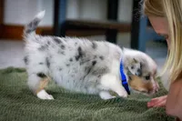 Blue, a male Australian Shepherd and Pembroke Welsh Corgi for sale in Dundee, OH – 4 of 10