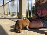 Cookie, a female English Bulldog for sale in Dundee, OH – 3 of 9