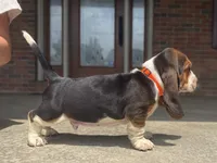 Hank, a male Basset Hound for sale in Dundee, OH – 2 of 7