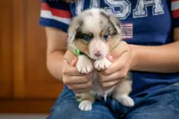 Ringo, a male Australian Shepherd and Pembroke Welsh Corgi for sale in Dundee, OH – 5 of 10