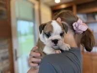 Henry, a male English Bulldog for sale in Dundee, OH – 4 of 6