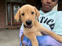 Jake, a male Labrador Retriever for sale in Dundee, OH – 2 of 6