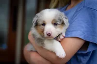 Blue, a male Australian Shepherd and Pembroke Welsh Corgi for sale in Dundee, OH – 2 of 10