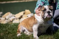 Otis, a male English Bulldog for sale in Dundee, OH – 6 of 7