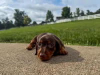 Cooper, a male Miniature Dachshund for sale in Dundee, OH – 4 of 6
