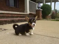 Daisy, a female Pembroke Welsh Corgi for sale in Dundee, OH – 3 of 5