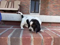Clara, a female Basset Hound for sale in Dundee, OH – 4 of 9