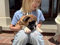 Otis, a male English Bulldog for sale in Dundee, OH – 2 of 7