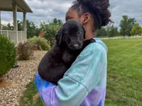 Joe, a male Labrador Retriever for sale in Dundee, OH – 2 of 5