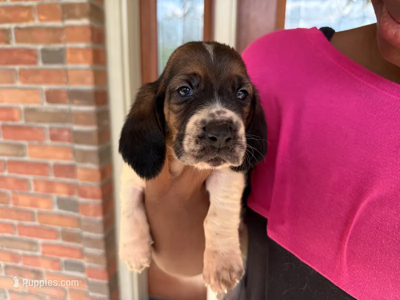Max – Basset Hound puppy for sale in Dundee, OH