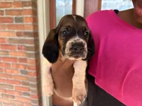 Max, a male Basset Hound for sale in Dundee, OH – 1 of 8