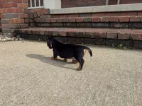 Tucker, a male Miniature Dachshund for sale in Dundee, OH – 4 of 7