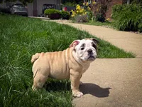 Penelope , a female English Bulldog for sale in Dundee, OH – 4 of 7