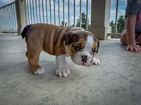Cookie, a female English Bulldog for sale in Dundee, OH – 7 of 9