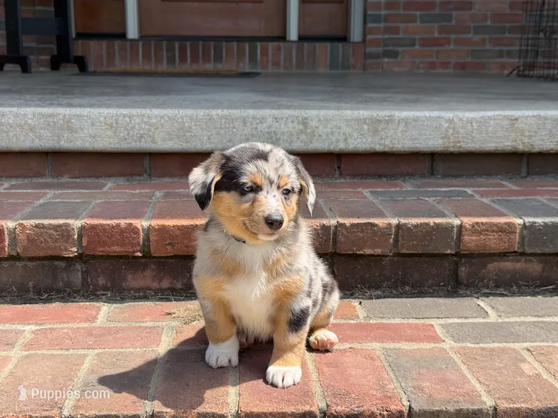 Angel – Australian Shepherd, Pembroke Welsh Corgi puppy for sale in Dundee, OH