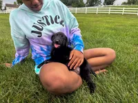 Joe, a male Labrador Retriever for sale in Dundee, OH – 3 of 5