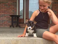 Ivy, a female Pembroke Welsh Corgi for sale in Dundee, OH – 2 of 8