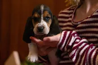 Sugar, a female Basset Hound for sale in Dundee, OH – Photo 1 of 5