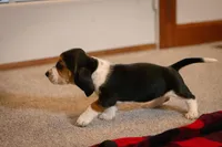 Sugar, a female Basset Hound for sale in Dundee, OH – Photo 4 of 5