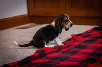Sugar, a female Basset Hound for sale in Dundee, OH – Photo 2 of 5