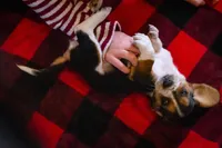 Sugar, a female Basset Hound for sale in Dundee, OH – Photo 5 of 5