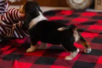 Sugar, a female Basset Hound for sale in Dundee, OH – Photo 3 of 5
