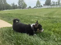 Ivy, a female Pembroke Welsh Corgi for sale in Dundee, OH – 4 of 8