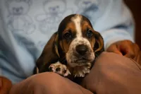 Henry, a male Basset Hound for sale in Dundee, OH – Photo 3 of 6