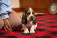 Henry, a male Basset Hound for sale in Dundee, OH – Photo 6 of 6