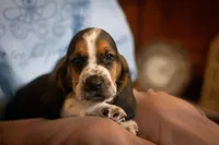 Henry, a male Basset Hound for sale in Dundee, OH – Photo 4 of 6
