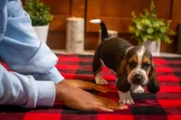 Henry, a male Basset Hound for sale in Dundee, OH – Photo 2 of 6