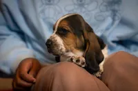 Henry, a male Basset Hound for sale in Dundee, OH – Photo 5 of 6