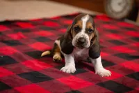 Henry, a male Basset Hound for sale in Dundee, OH – Photo 1 of 6