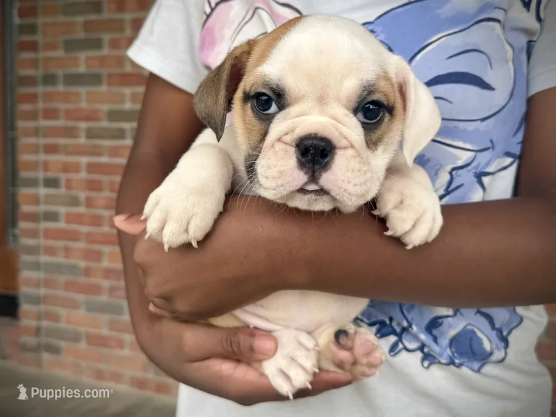 Fiona – English Bulldog puppy for sale in Dundee, OH