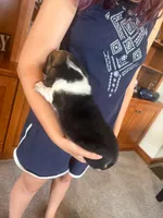 Waylon, a male Basset Hound for sale in Dundee, OH – 2 of 5