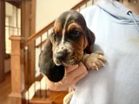 Walter, a male Basset Hound for sale in Dundee, OH – 2 of 7