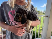 Wilbur, a male Basset Hound for sale in Dundee, OH – 2 of 10