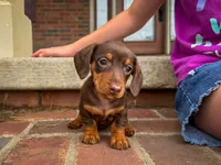 Bailey , a female Miniature Dachshund for sale in Dundee, OH – 3 of 7