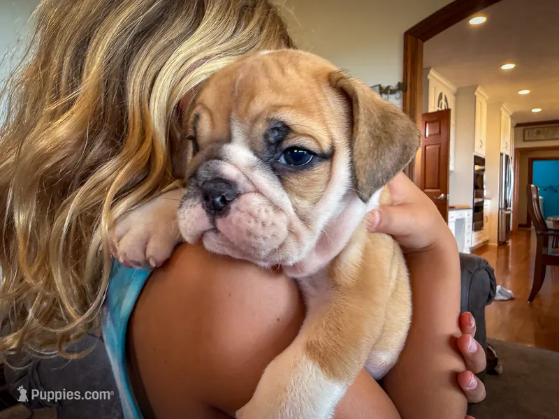 Tyson – English Bulldog puppy for sale in Dundee, OH