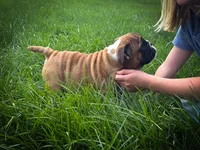 Otis, a male English Bulldog for sale in Dundee, OH – 5 of 7
