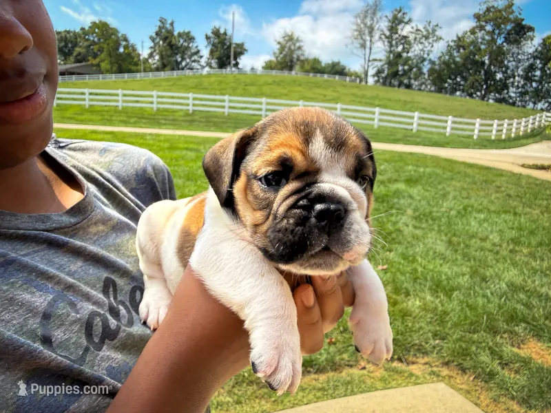 Winston – English Bulldog puppy for sale in Dundee, OH