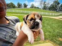 Winston, a male English Bulldog for sale in Dundee, OH – 1 of 6