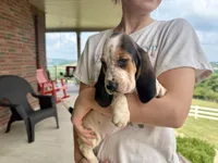 Mabel, a female Basset Hound for sale in Dundee, OH – 3 of 8