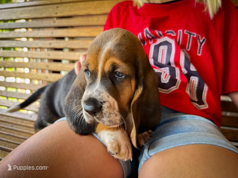 Waylon – Basset Hound puppy for sale in Dundee, OH