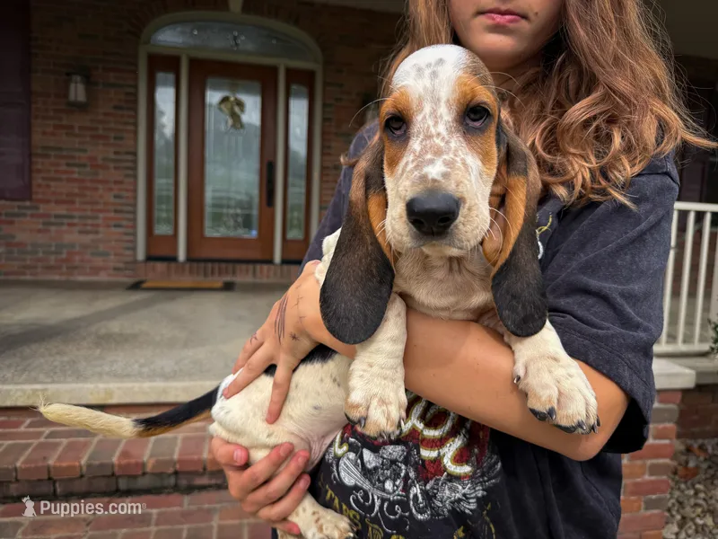 Mabel – Basset Hound puppy for sale in Dundee, OH