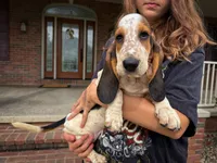 Mabel, a female Basset Hound for sale in Dundee, OH – 6 of 10