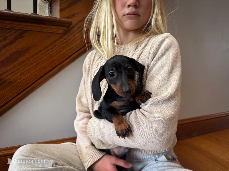 Gus – Miniature Dachshund puppy for sale in Dundee, OH