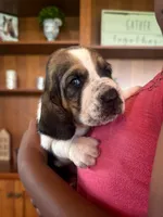 Sophie, a female Basset Hound for sale in Dundee, OH – 1 of 4